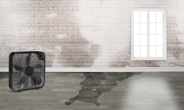 Best Sewage cleanup and water damage restoration  in Meridian, MS